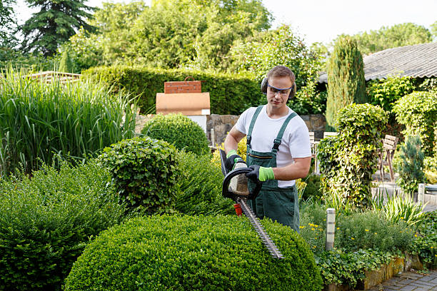 Best Root Management and Removal  in Rocky Point, NC